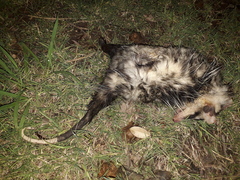 Didelphis albiventris