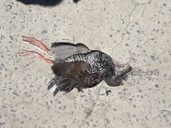 Pardirallus maculatus