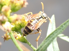 Polistes dominula
