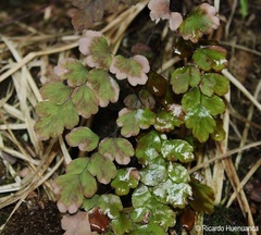 Adiantum chilense