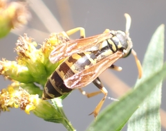 Polistes dominula