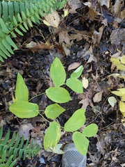 Uvularia perfoliata