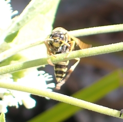 Polistes dominula