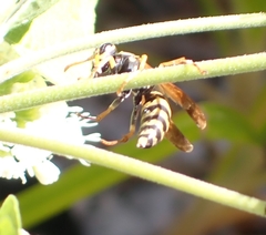 Polistes dominula