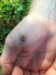 Araneus pegnia