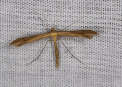 Stenoptilia