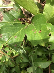 Phyllosticta quinquefoliae