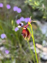 Caleana major