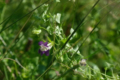 Maurandya antirrhiniflora