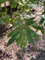 Rhododendron austrinum