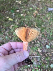 Lactarius deterrimus