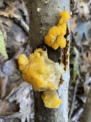 Tremella mesenterica