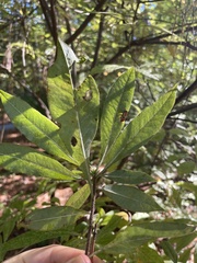 Rhododendron austrinum