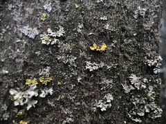 Xanthomendoza ulophyllodes