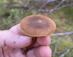 Cortinarius semisanguineus