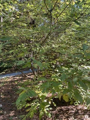 Rhododendron austrinum