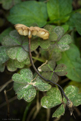 Marasmius anomalus