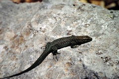 Anatololacerta ibrahimi