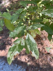 Rhododendron austrinum