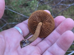 Cortinarius semisanguineus