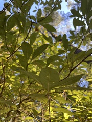 Rhododendron austrinum