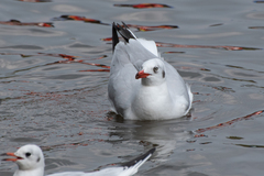 Chroicocephalus brunnicephalus