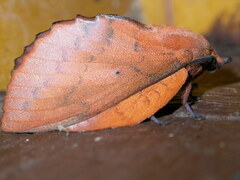 Gastropacha quercifolia