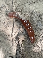Acronicta increta