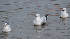 Chroicocephalus brunnicephalus
