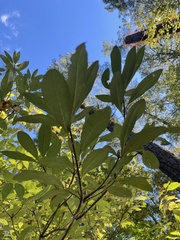 Rhododendron austrinum