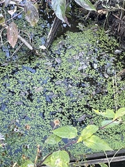 Lemna aequinoctialis