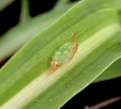 Dioprosopa clavata