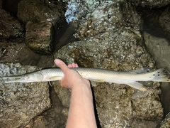 Lepisosteus platostomus