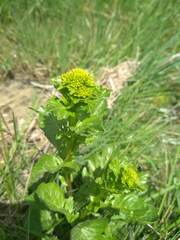 Barbarea vulgaris