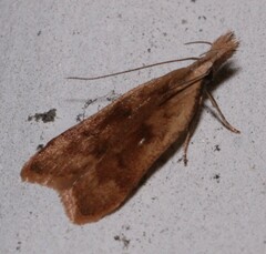 Dichomeris derasella