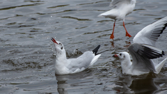 Chroicocephalus brunnicephalus