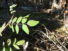 Rosa gymnocarpa