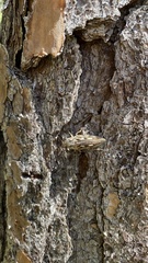 Chalcophora georgiana