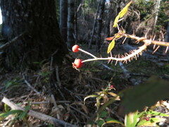 Rosa gymnocarpa