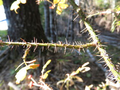 Rosa gymnocarpa
