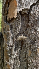 Chalcophora georgiana