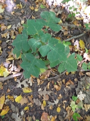 Polymnia canadensis