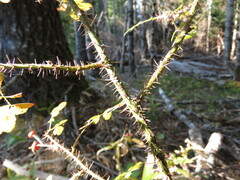 Rosa gymnocarpa