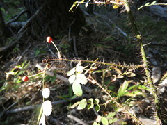 Rosa gymnocarpa
