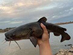Pylodictis olivaris