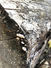 Pycnoporellus alboluteus