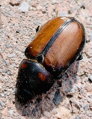 Golofa tepaneneca