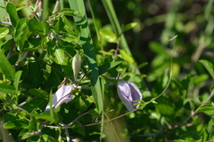 Celtis pallida