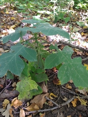 Polymnia canadensis