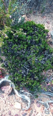 Macledium spinosum